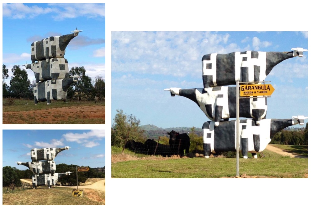 John Kelly: Three Cows in a Pile, Garangula, New South Wales, Australia