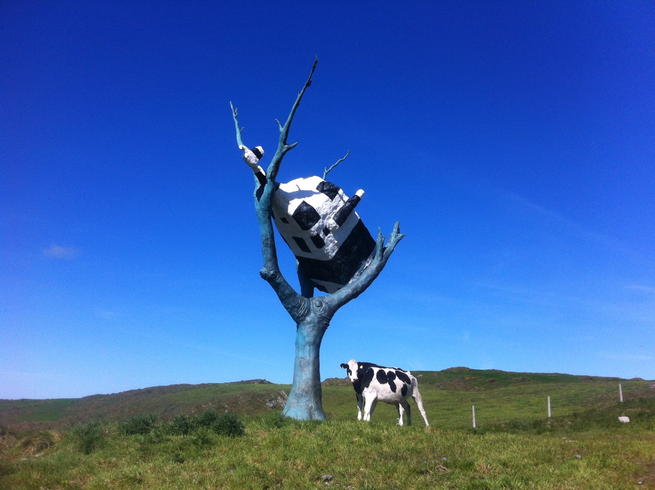 CUAT w Cows 2 CUAT w Cows 2