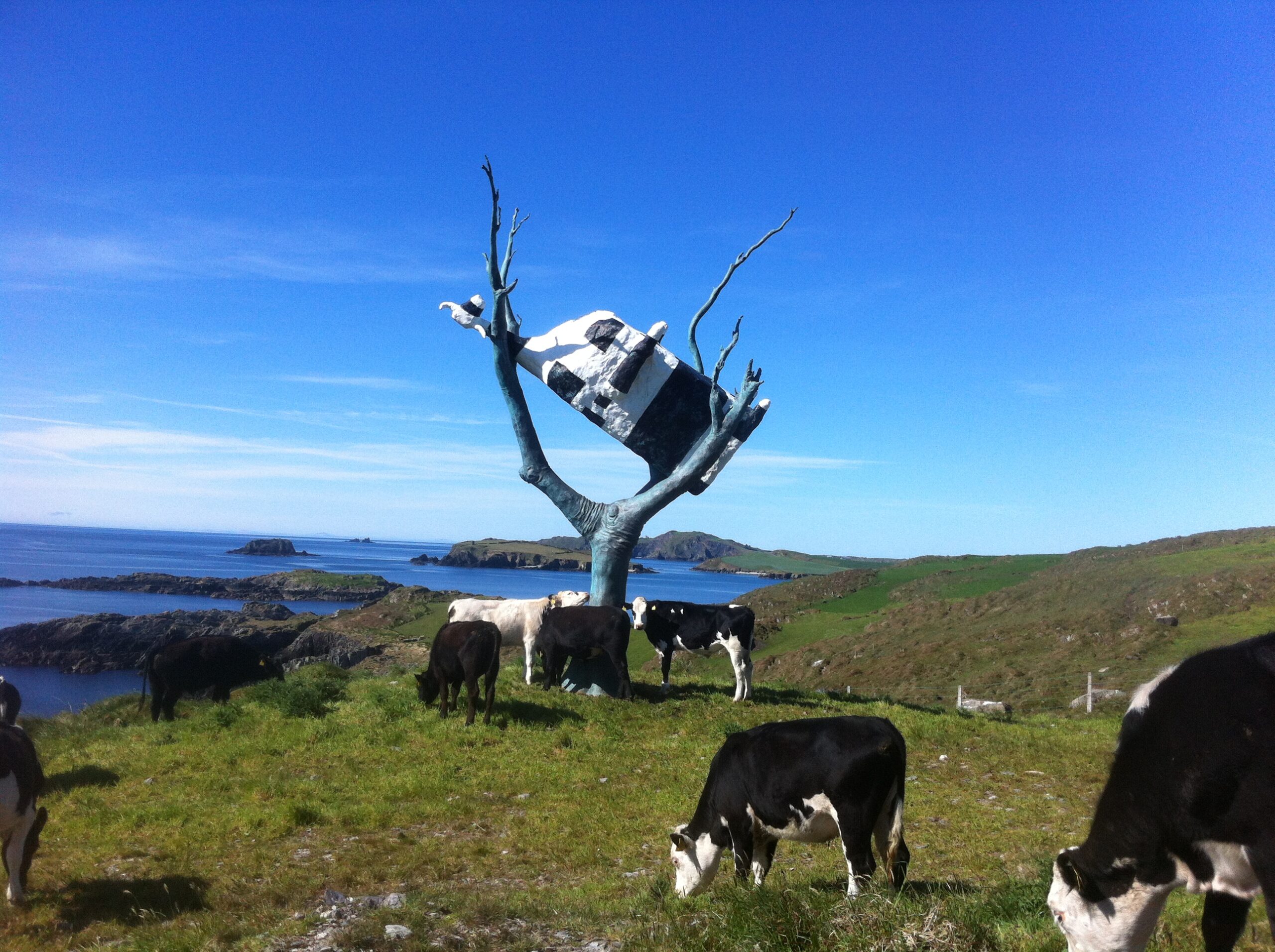 CUAT w Cows CUAT w Cows